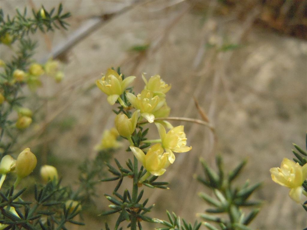 Asparagus acutifolius